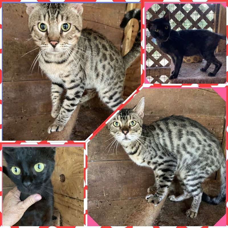Bengal Cats for Sale