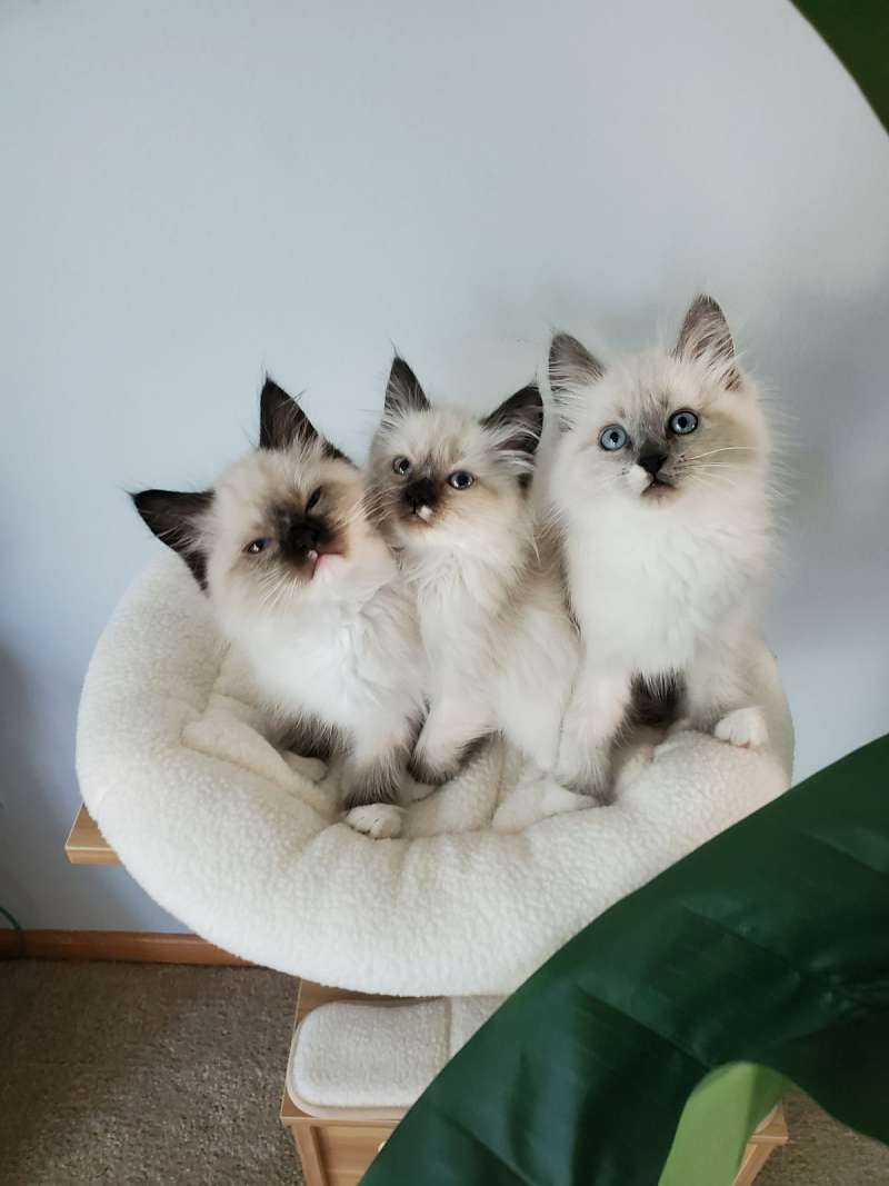 American Bobtail Cats for Sale