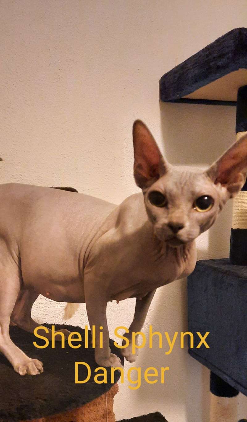 Sphynx Cats Available for Adoption in Ohio