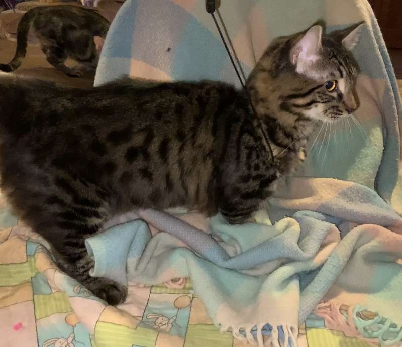 Chocolate Cats for Adoption