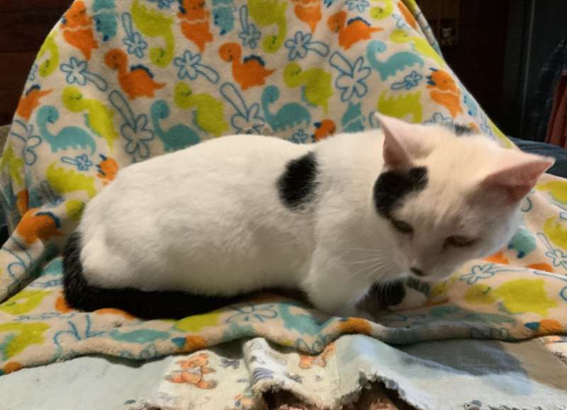 White Cats for Adoption