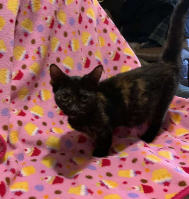 Tortoiseshell Cats for Adoption