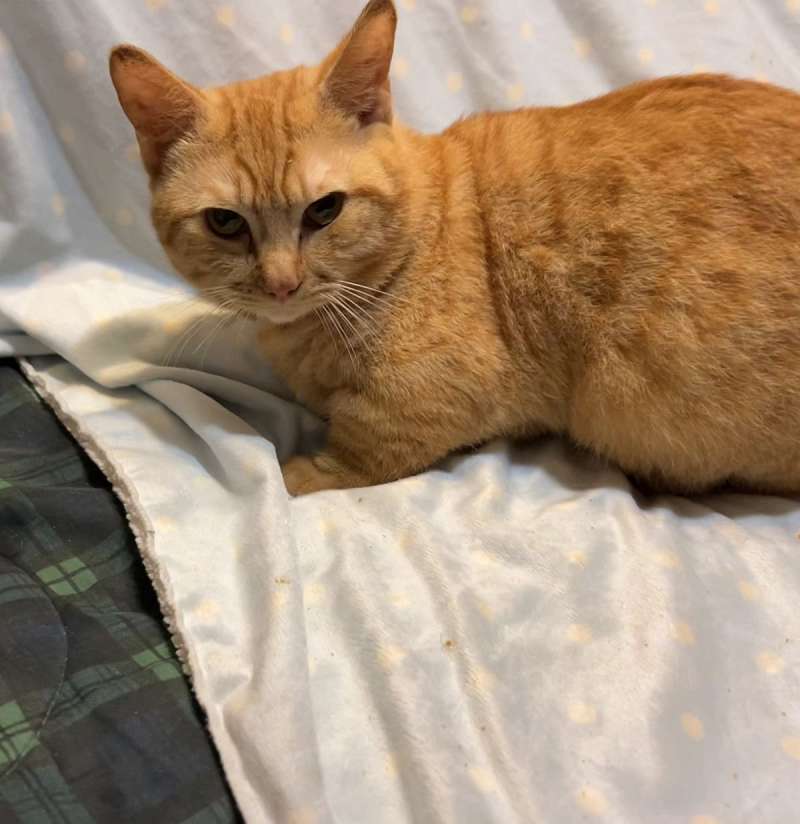 Orange Tabby Cats for Adoption