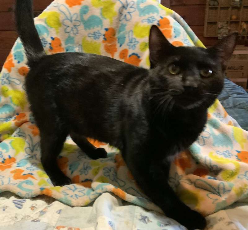Black Cats for Adoption